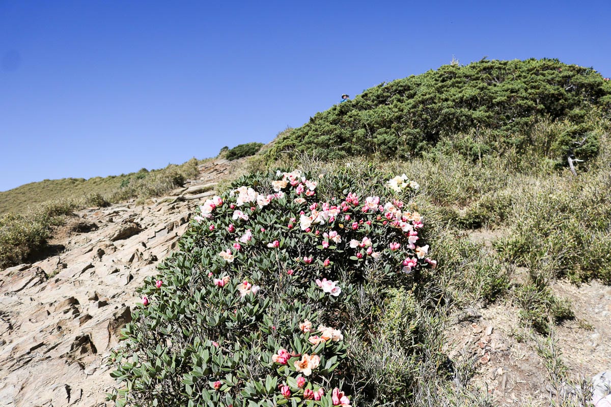 合歡北峰縱看中央山脈雪山山脈 杜鵑花季這樣美