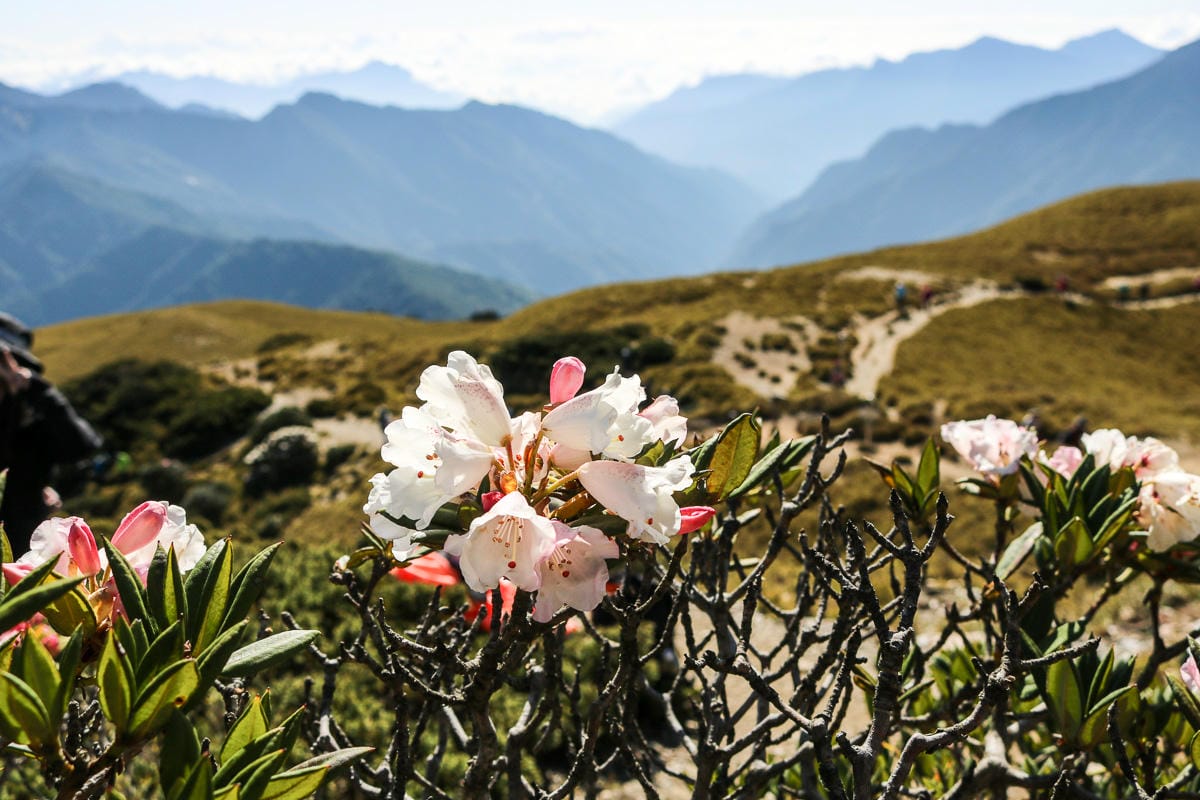 合歡北峰縱看中央山脈雪山山脈 杜鵑花季這樣美