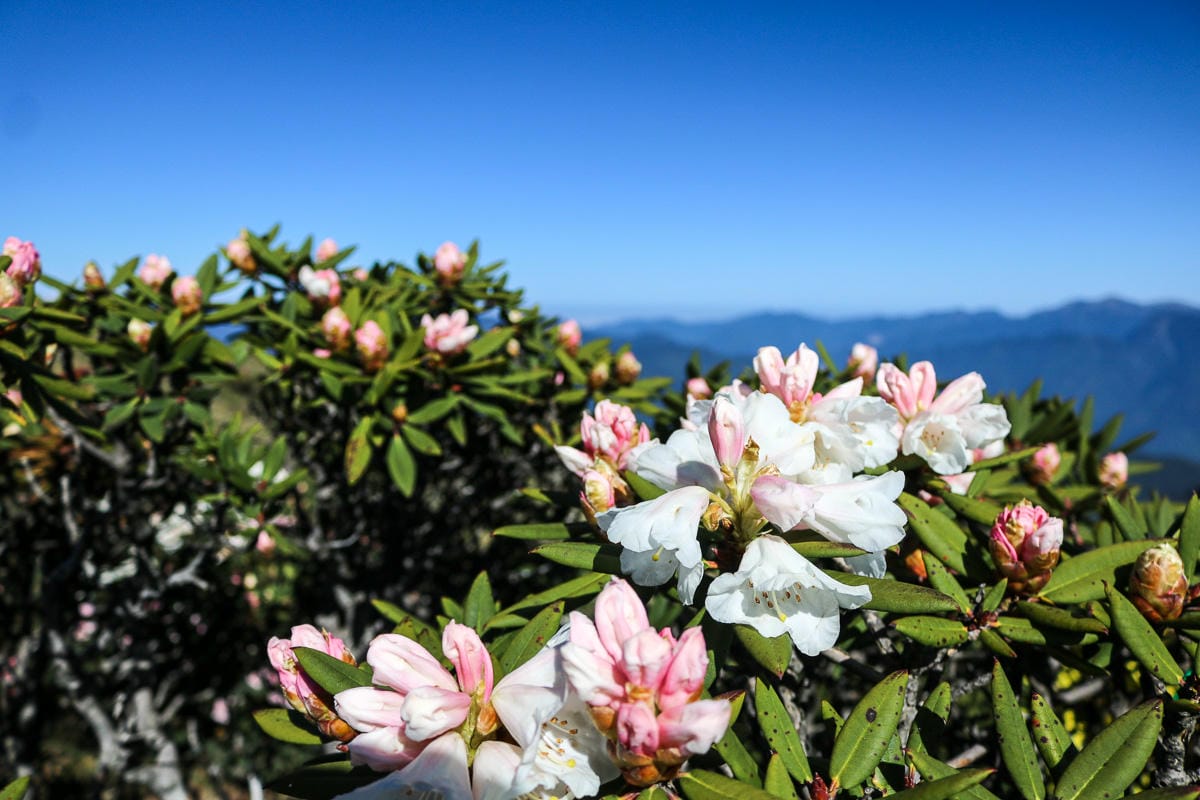 合歡北峰縱看中央山脈雪山山脈 杜鵑花季這樣美