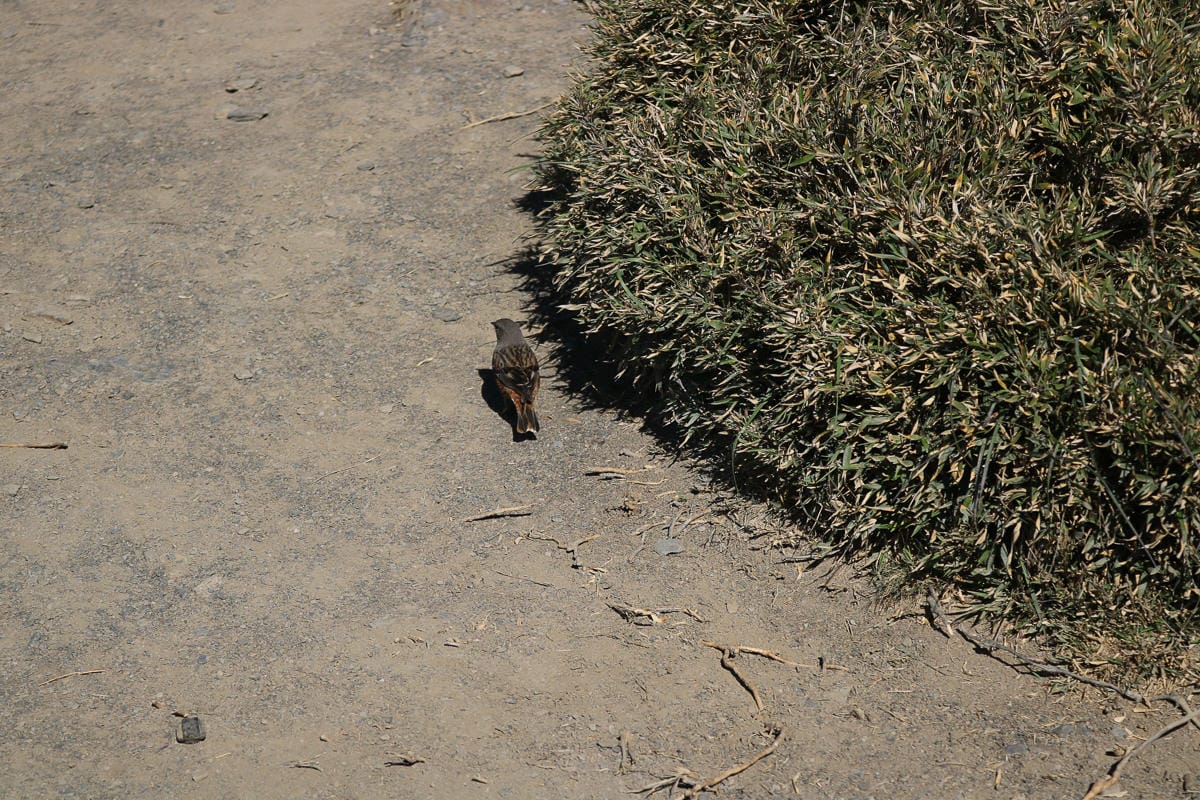 合歡北峰縱看中央山脈雪山山脈 杜鵑花季這樣美