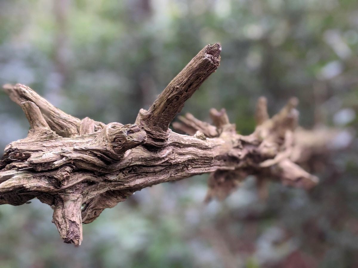 東滿連走 東眼山滿月圓不同點進出三峽餐廳540土雞