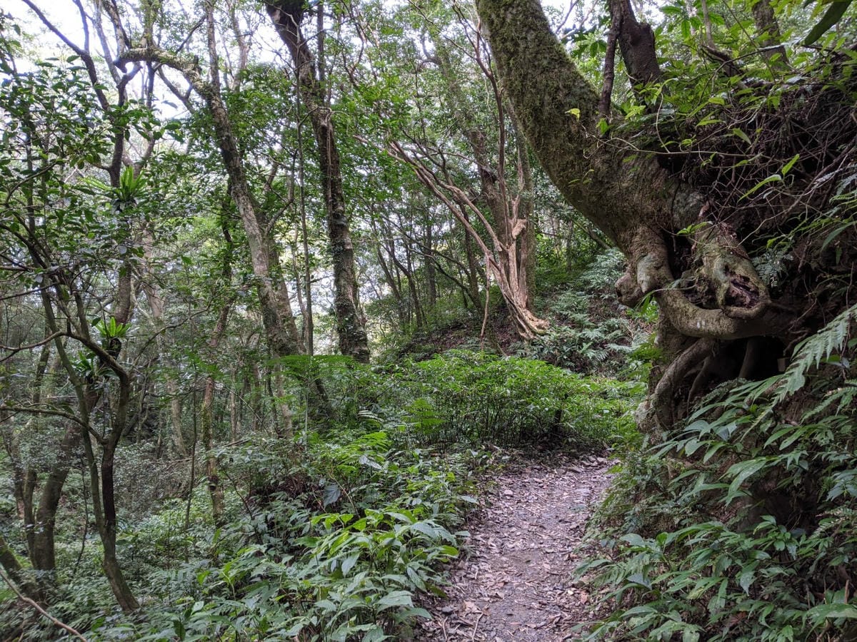 東滿連走 東眼山滿月圓不同點進出三峽餐廳540土雞