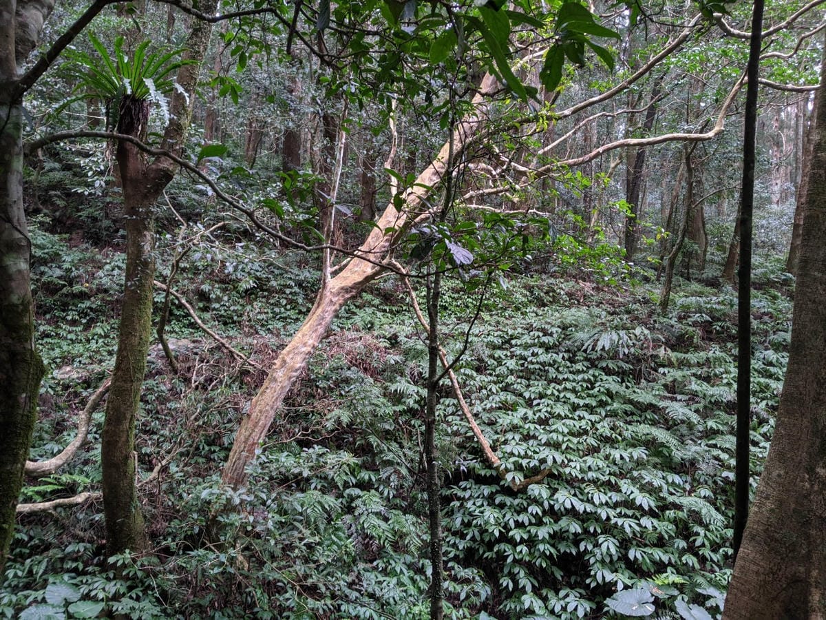 東滿連走 東眼山滿月圓不同點進出三峽餐廳540土雞