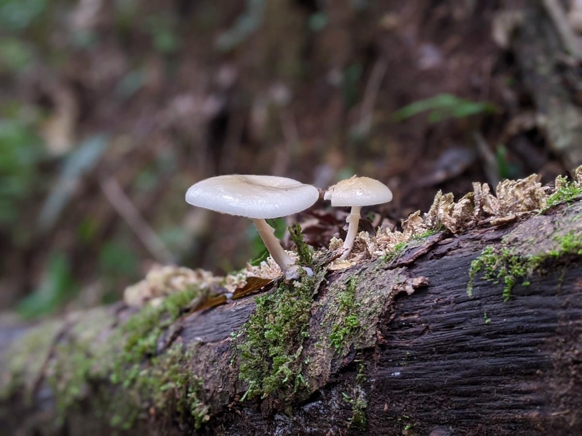 東滿連走 東眼山滿月圓不同點進出三峽餐廳540土雞