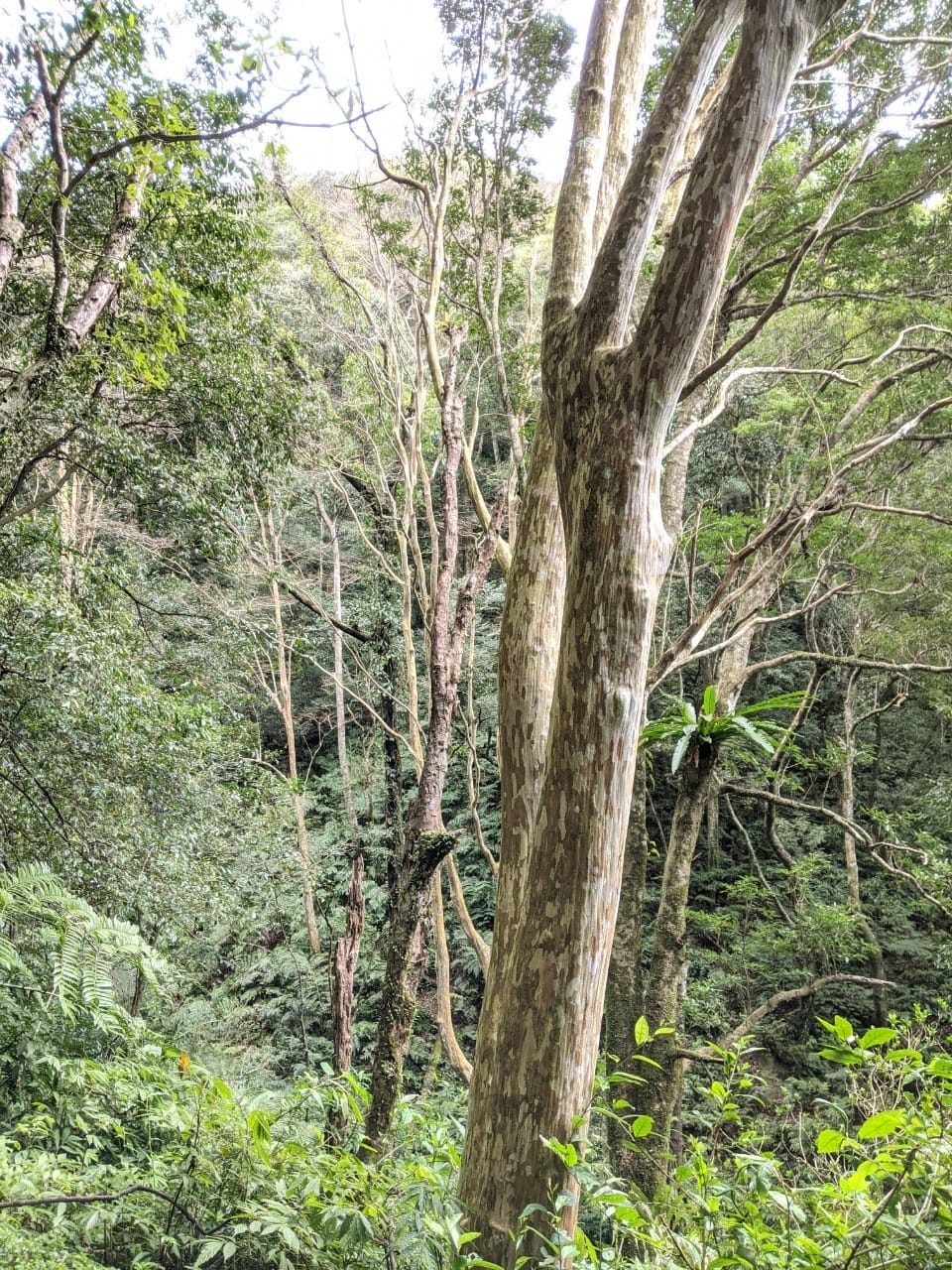 東滿連走 東眼山滿月圓不同點進出三峽餐廳540土雞
