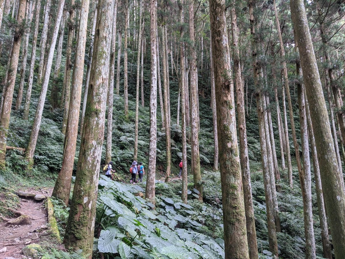 東滿連走 東眼山滿月圓不同點進出三峽餐廳540土雞