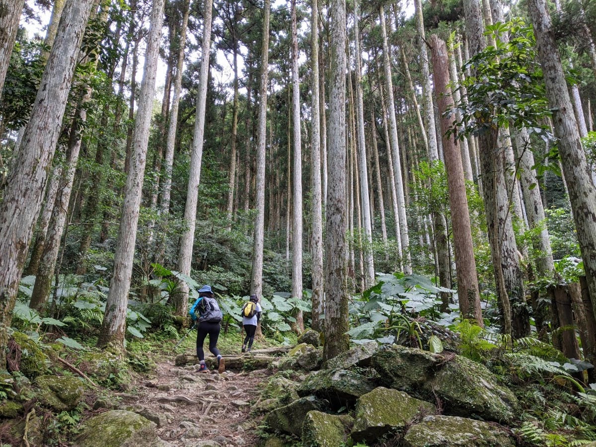 東滿連走 東眼山滿月圓不同點進出三峽餐廳540土雞