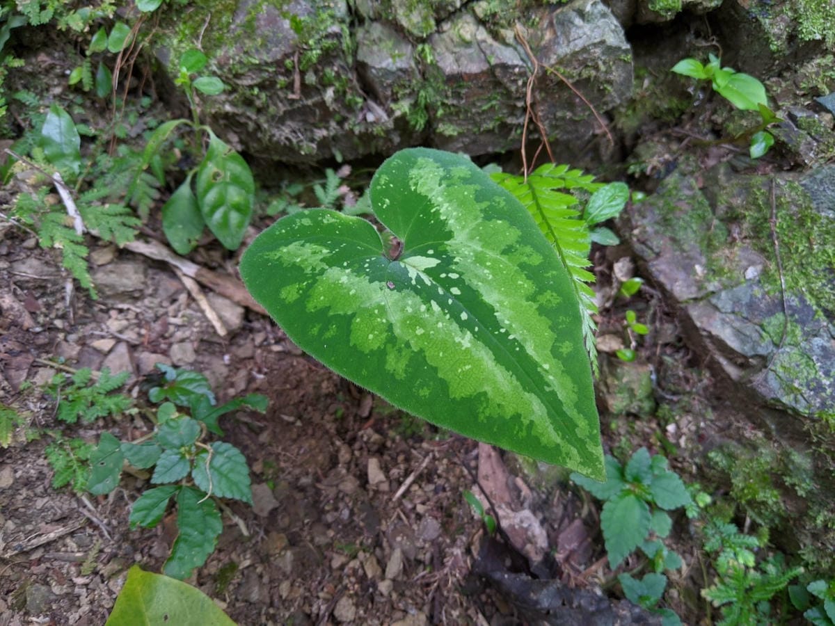 東滿連走 東眼山滿月圓不同點進出三峽餐廳540土雞