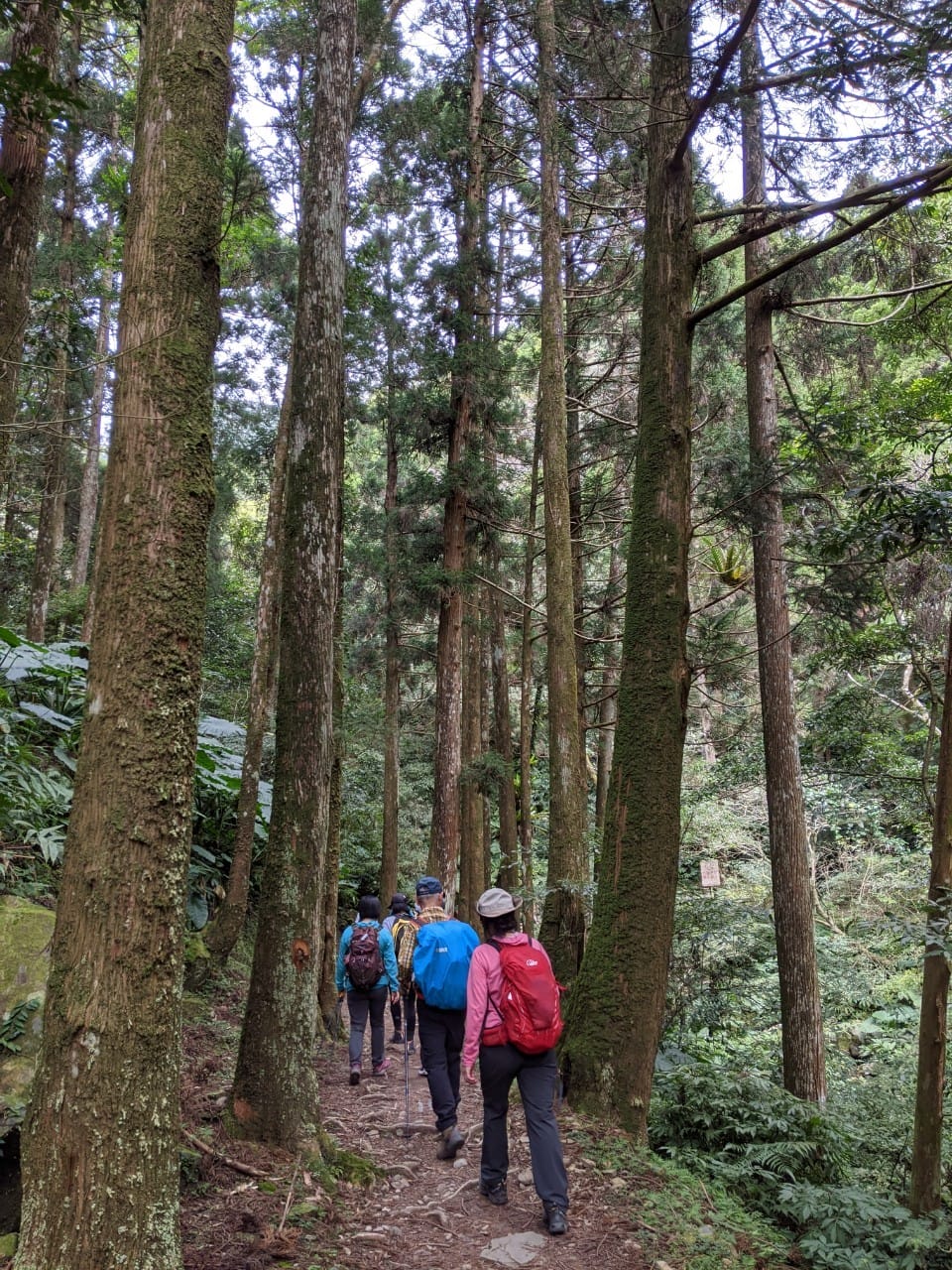 東滿連走 東眼山滿月圓不同點進出三峽餐廳540土雞