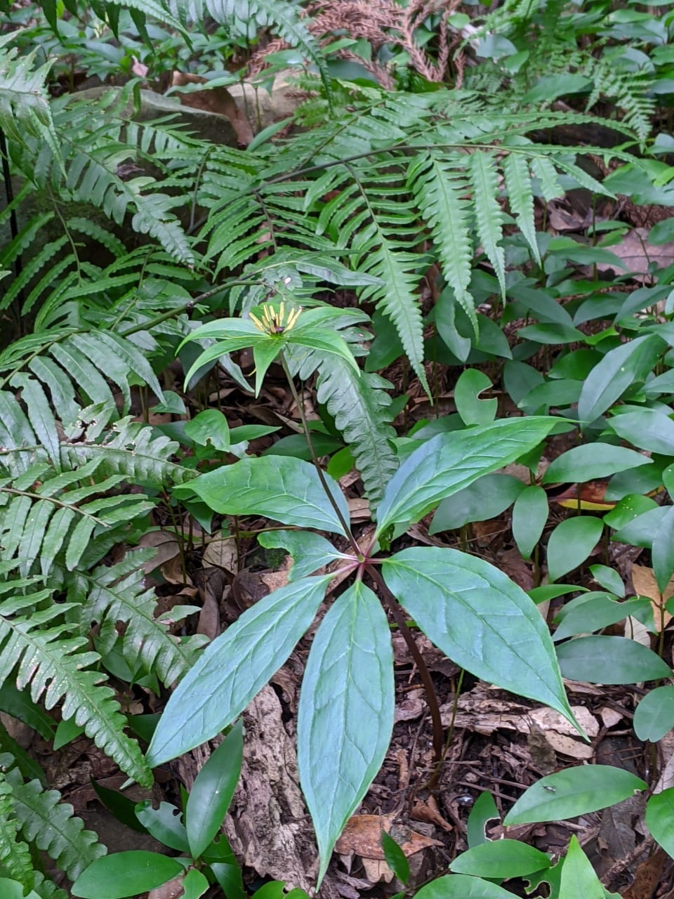 東滿連走 東眼山滿月圓不同點進出三峽餐廳540土雞