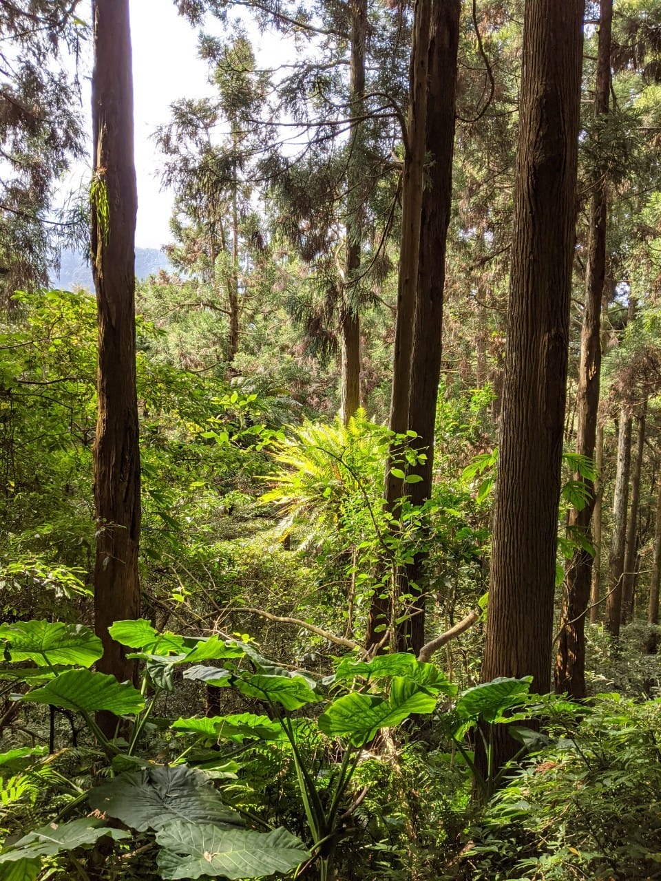 東滿連走 東眼山滿月圓不同點進出三峽餐廳540土雞