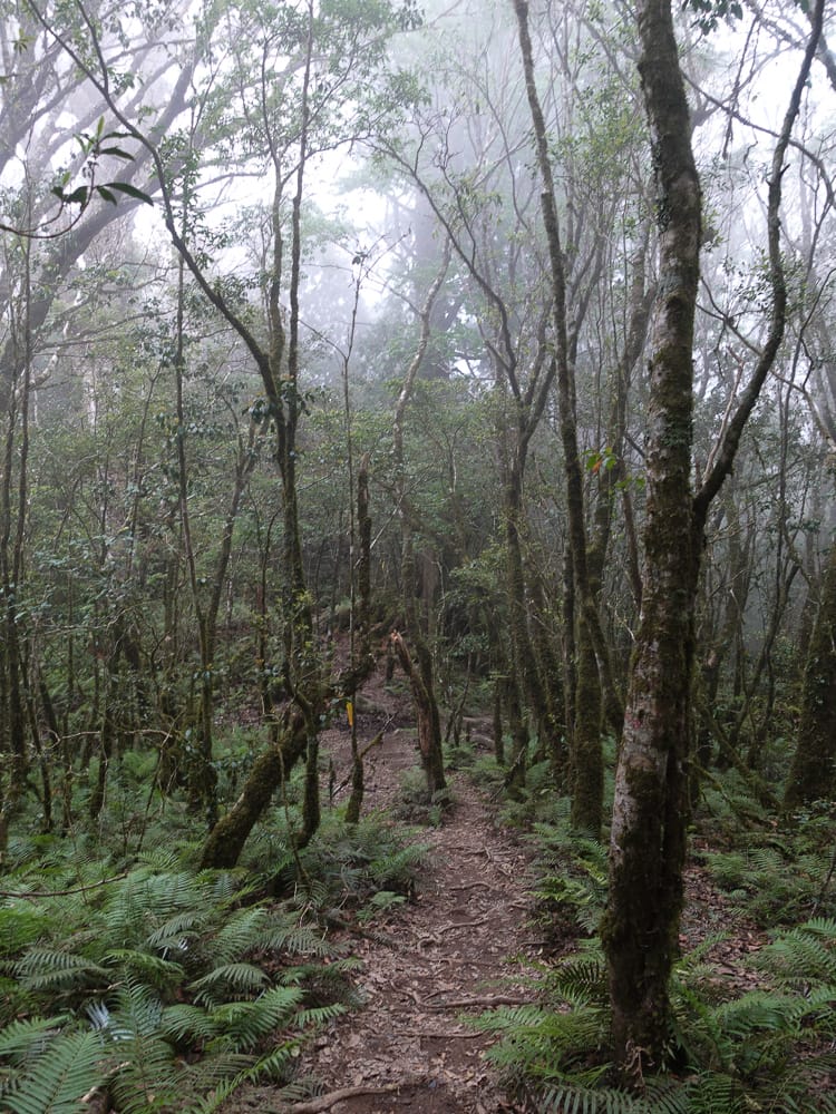 爬山新聞堅持登白姑大山 出事染疫誰買單？全民買單