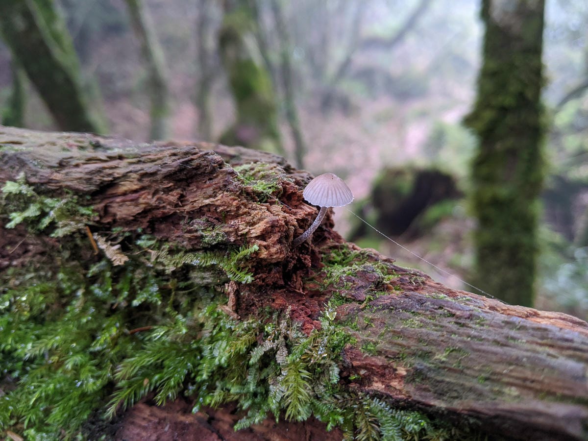 爬山新聞堅持登白姑大山 出事染疫誰買單？全民買單