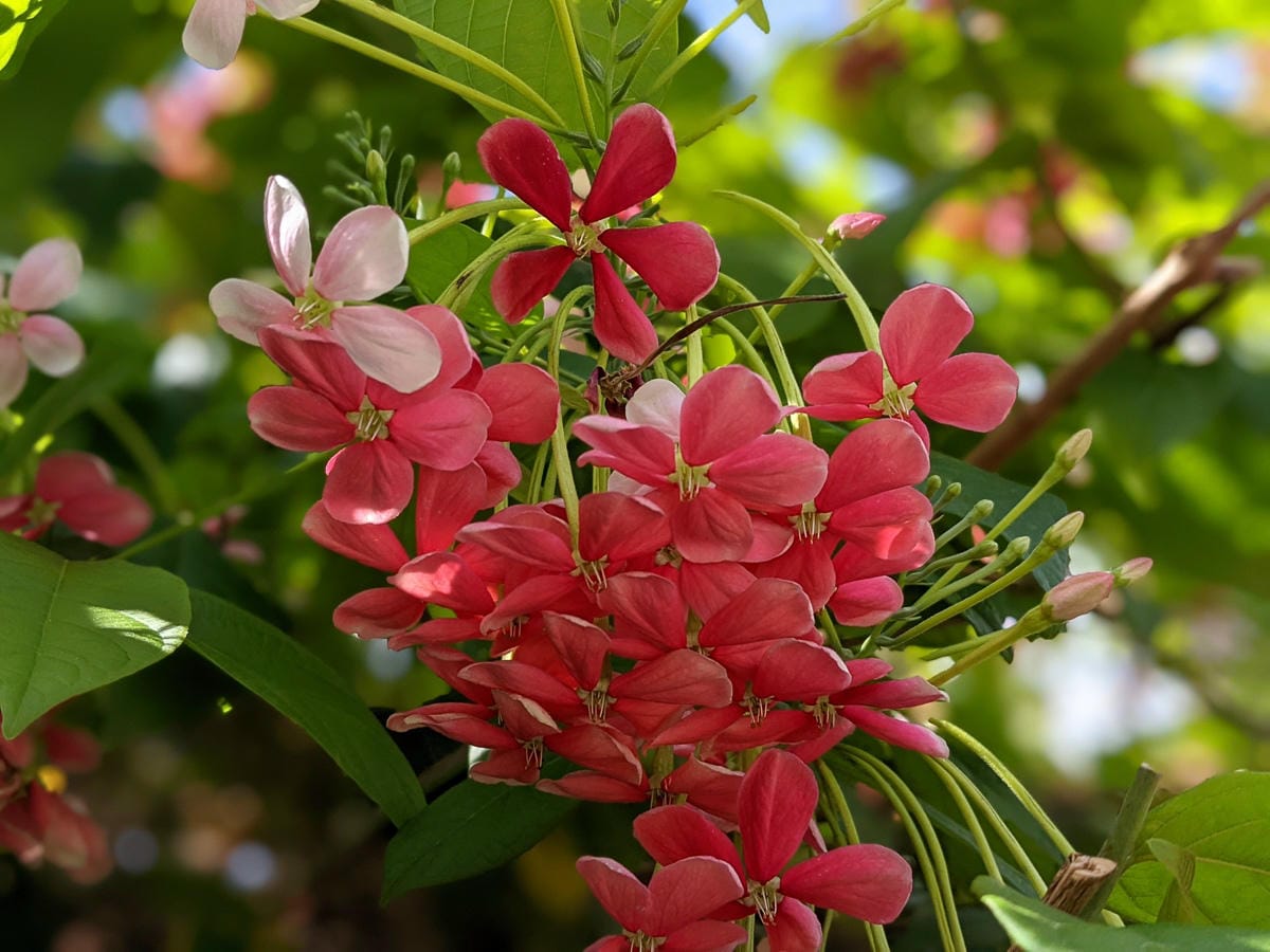 台北大縱走劍潭支線秘境 圓山水神社小百岳劍潭山 - 第2張圖 台北大縱走劍潭支線秘境 圓山水神社小百岳劍潭山