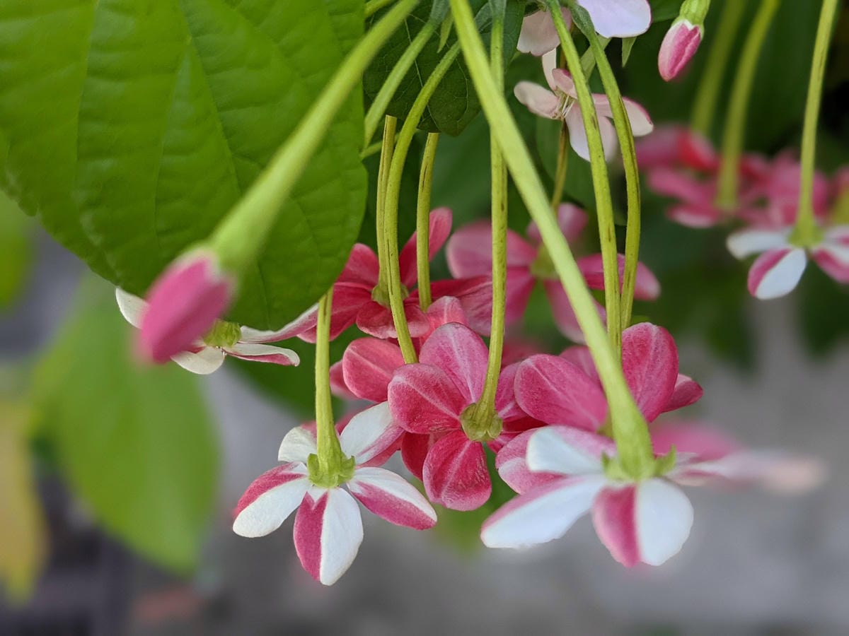 台北大縱走劍潭支線秘境 圓山水神社小百岳劍潭山 - 第3張圖 台北大縱走劍潭支線秘境 圓山水神社小百岳劍潭山