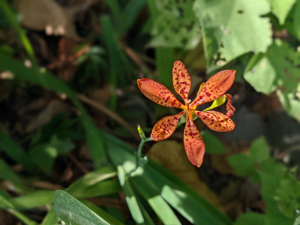 台北大縱走劍潭支線秘境 圓山水神社小百岳劍潭山 - 第10張圖 台北大縱走劍潭支線秘境 圓山水神社小百岳劍潭山