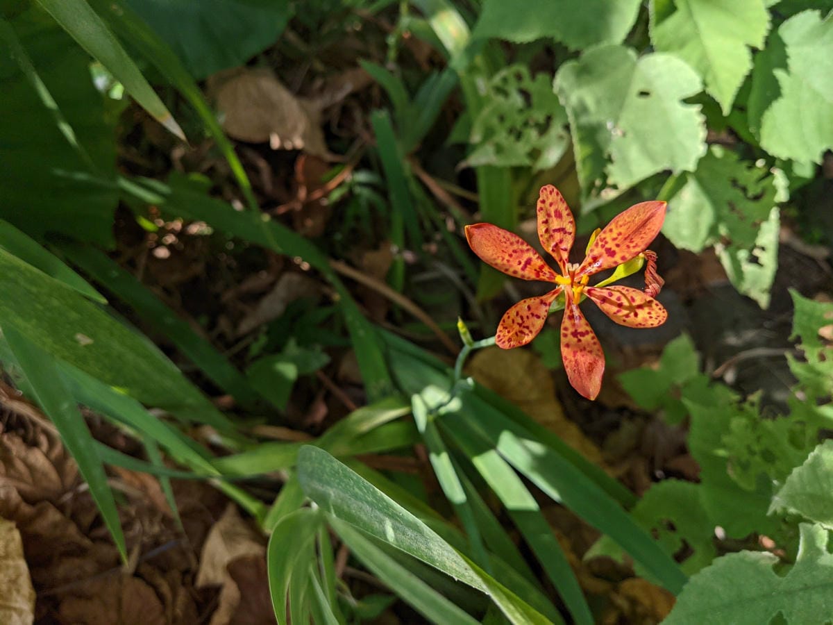 台北大縱走劍潭支線秘境 圓山水神社小百岳劍潭山 - 第11張圖 台北大縱走劍潭支線秘境 圓山水神社小百岳劍潭山