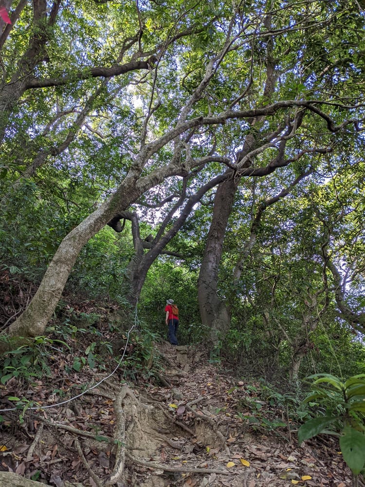 台北大縱走劍潭支線秘境 圓山水神社小百岳劍潭山 - 第25張圖 台北大縱走劍潭支線秘境 圓山水神社小百岳劍潭山