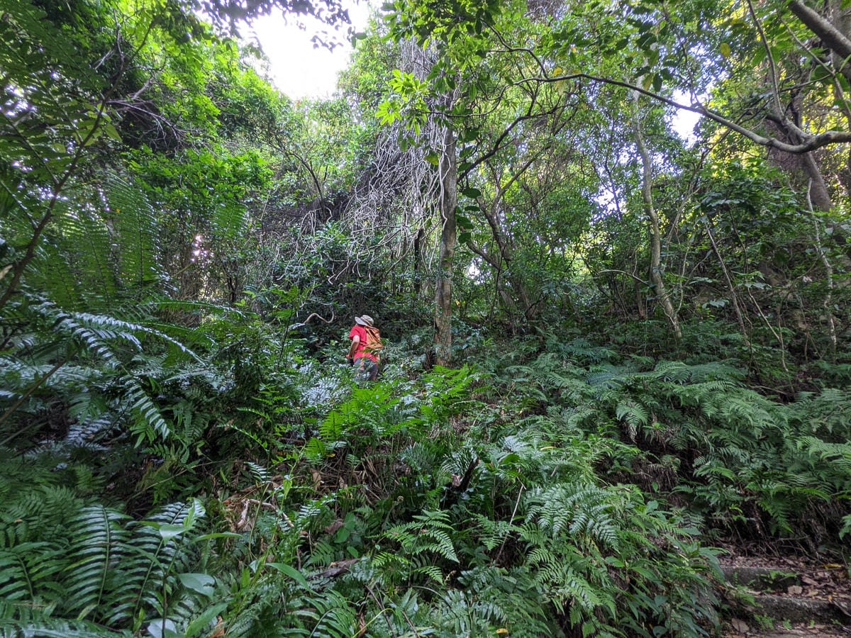 台北大縱走劍潭支線秘境 圓山水神社小百岳劍潭山 - 第34張圖 台北大縱走劍潭支線秘境 圓山水神社小百岳劍潭山