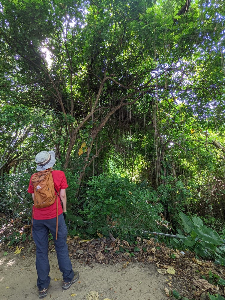 台北大縱走劍潭支線秘境 圓山水神社小百岳劍潭山 - 第44張圖 台北大縱走劍潭支線秘境 圓山水神社小百岳劍潭山