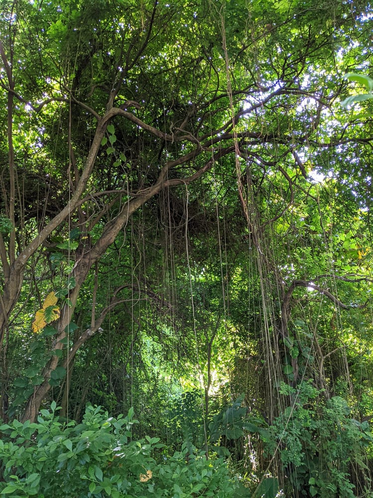 台北大縱走劍潭支線秘境 圓山水神社小百岳劍潭山 - 第45張圖 台北大縱走劍潭支線秘境 圓山水神社小百岳劍潭山