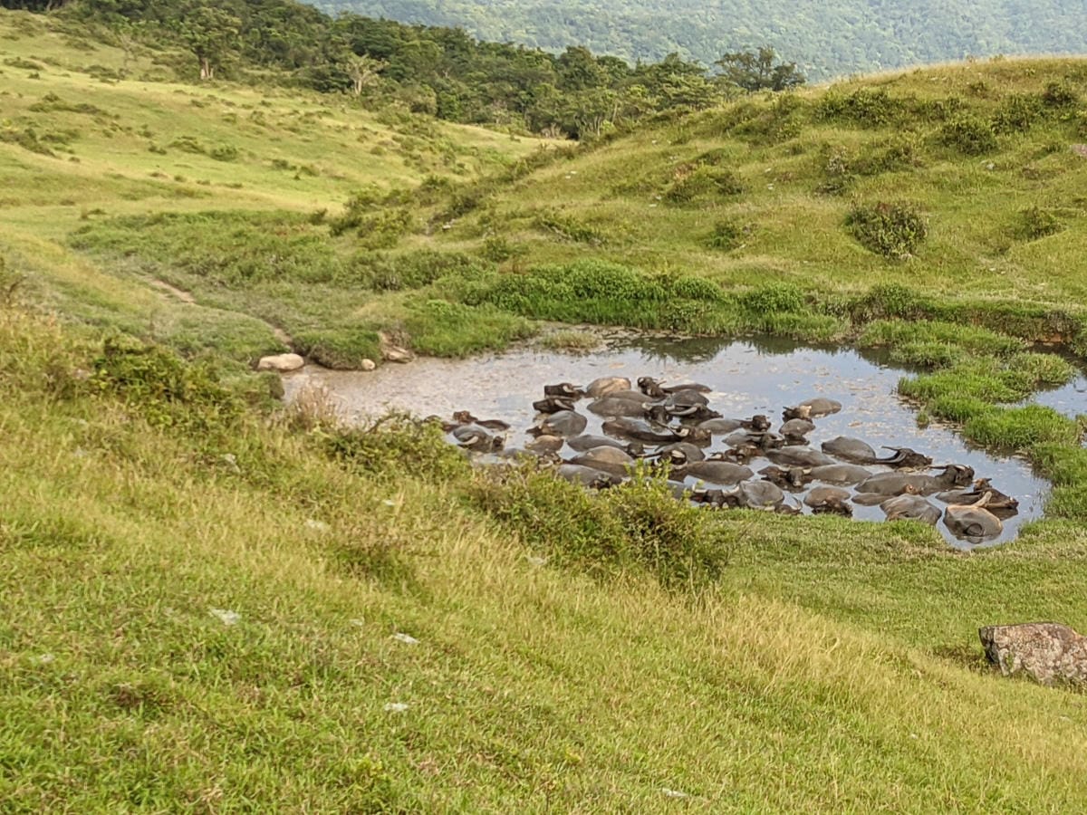 貢寮桃源谷草原 內寮上大里下桃源谷步道路線