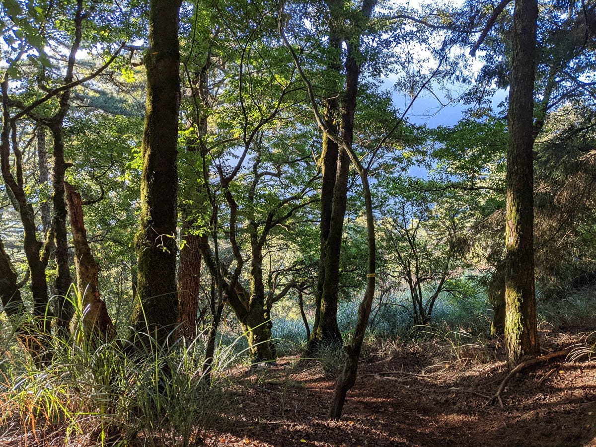 中橫四辣屏風山新路 全天候24小時人氣不間斷百岳高山