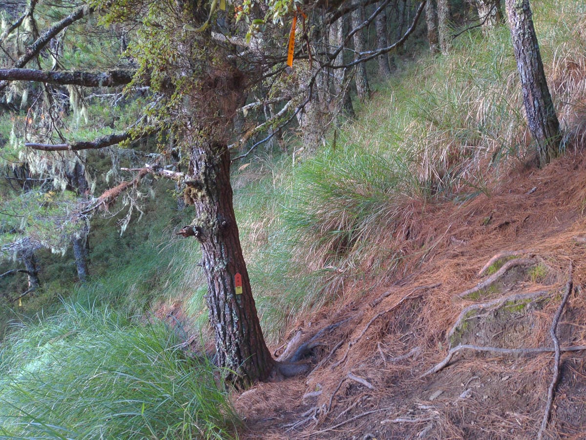 中橫四辣屏風山新路 全天候24小時人氣不間斷百岳高山