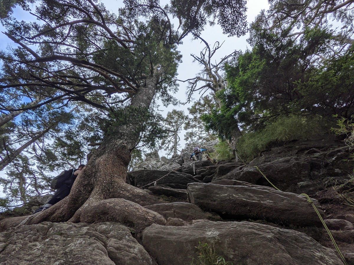 中橫四辣屏風山新路 全天候24小時人氣不間斷百岳高山