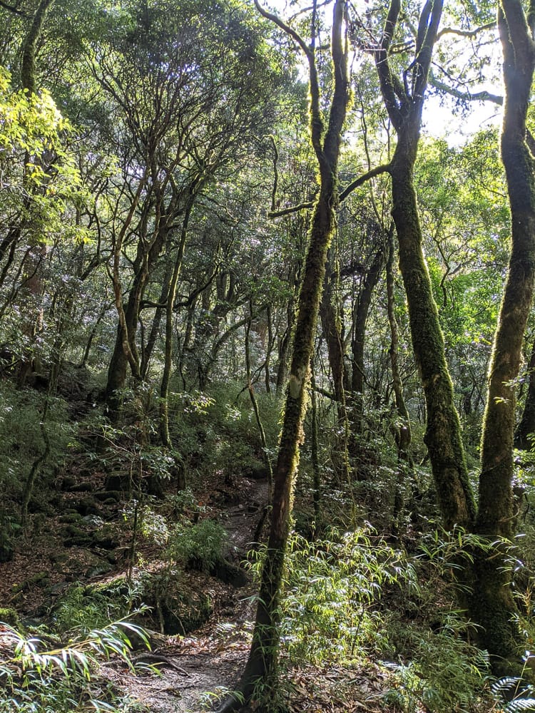 中橫四辣屏風山新路 全天候24小時人氣不間斷百岳高山