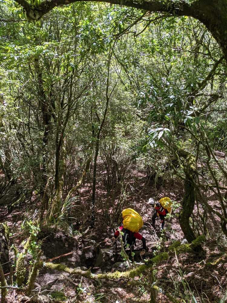 中橫四辣屏風山新路 全天候24小時人氣不間斷百岳高山