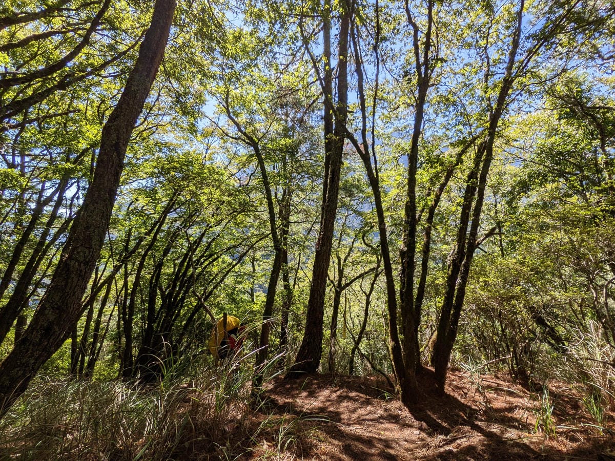 中橫四辣屏風山新路 全天候24小時人氣不間斷百岳高山