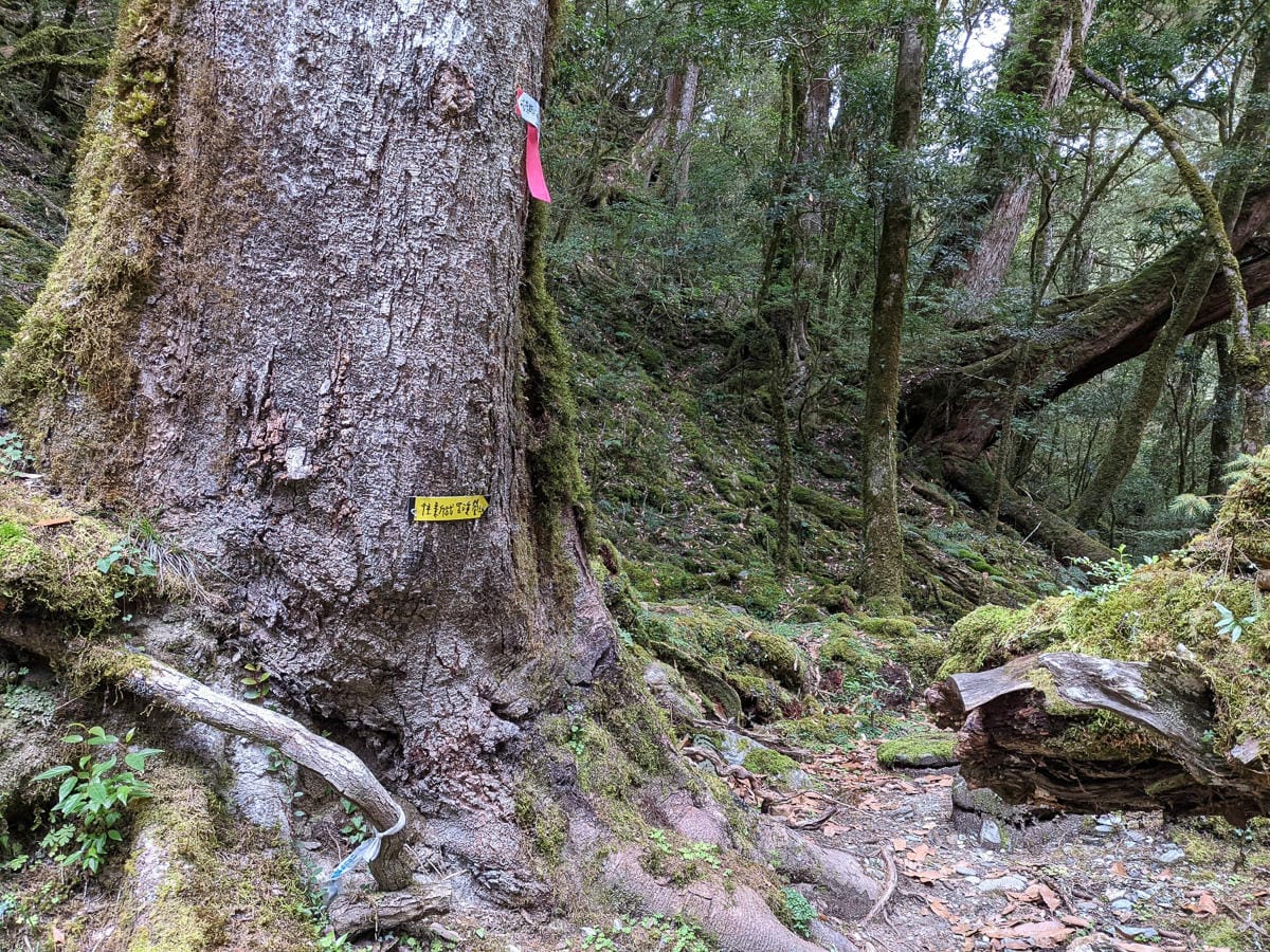 嘉明湖戒茂斯來回 夜宿嘉明湖妹池狂風暴雨狂奔記