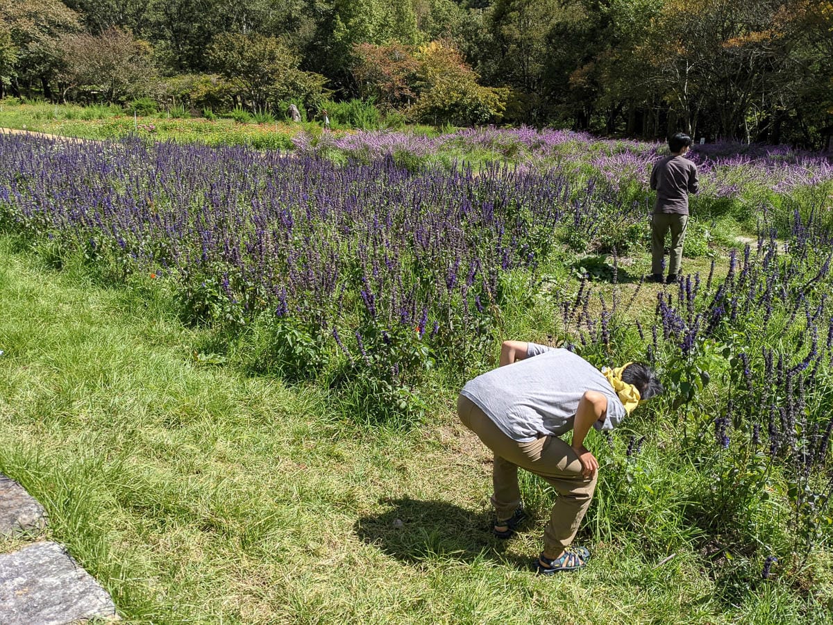 武陵農場富野渡假村 最棒住宿晚餐早餐床超好睡