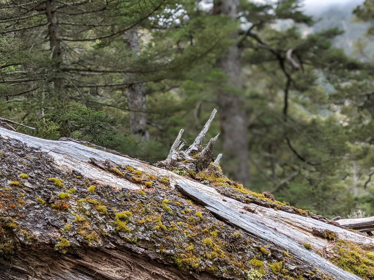 玉山西峰單攻一日 只為台灣最高神社觀音廟前來
