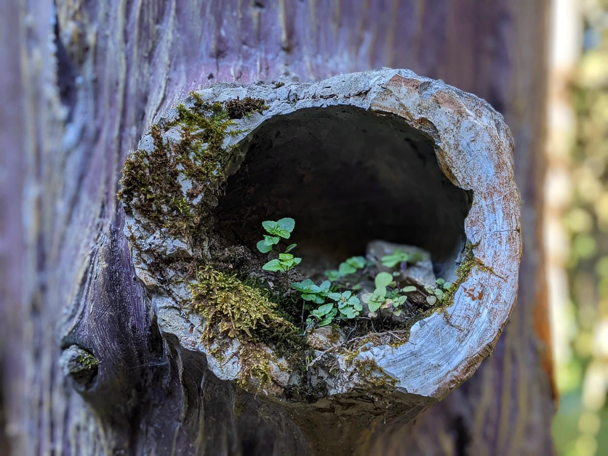 阿里山眠月線翻新 頭燈必備穿越隧道拉繩申請入園值得來