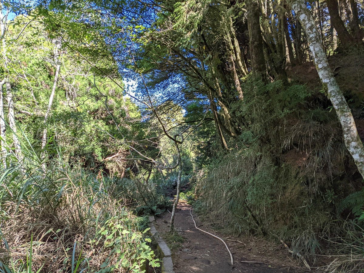 阿里山眠月線翻新 頭燈必備穿越隧道拉繩申請入園值得來