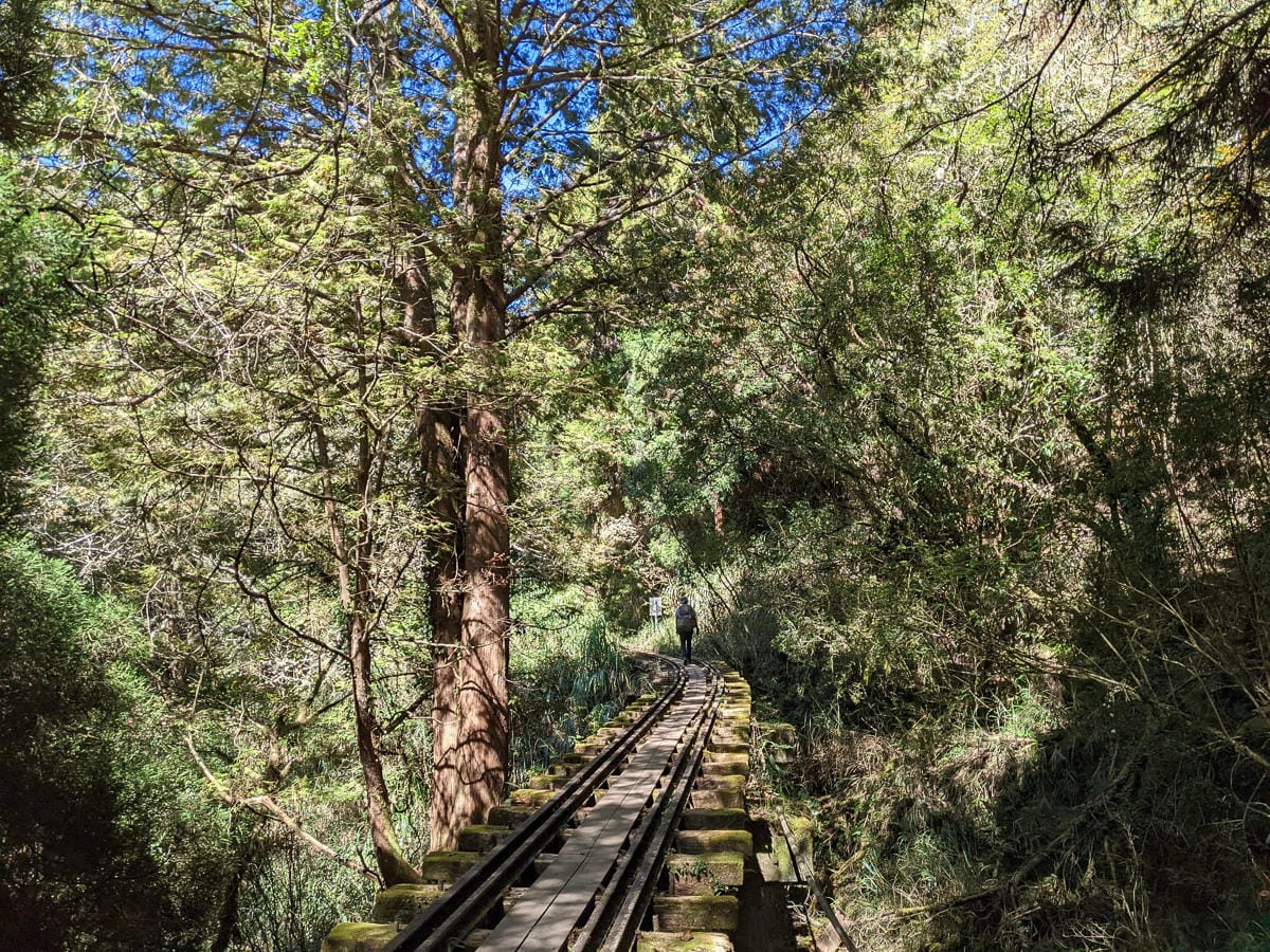 阿里山眠月線翻新 頭燈必備穿越隧道拉繩申請入園值得來