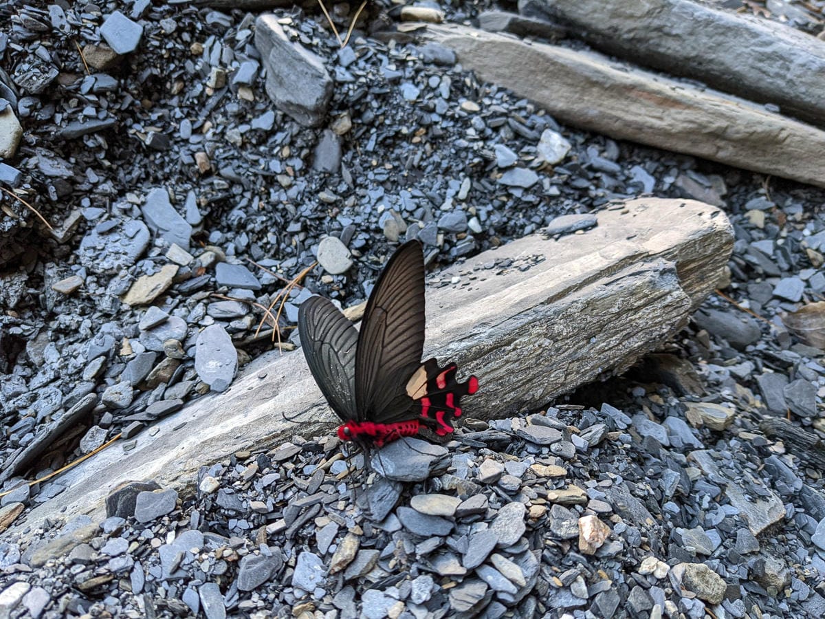 萬大北溪溫泉 奧萬大南投冬季之峽谷露營星空滿佈