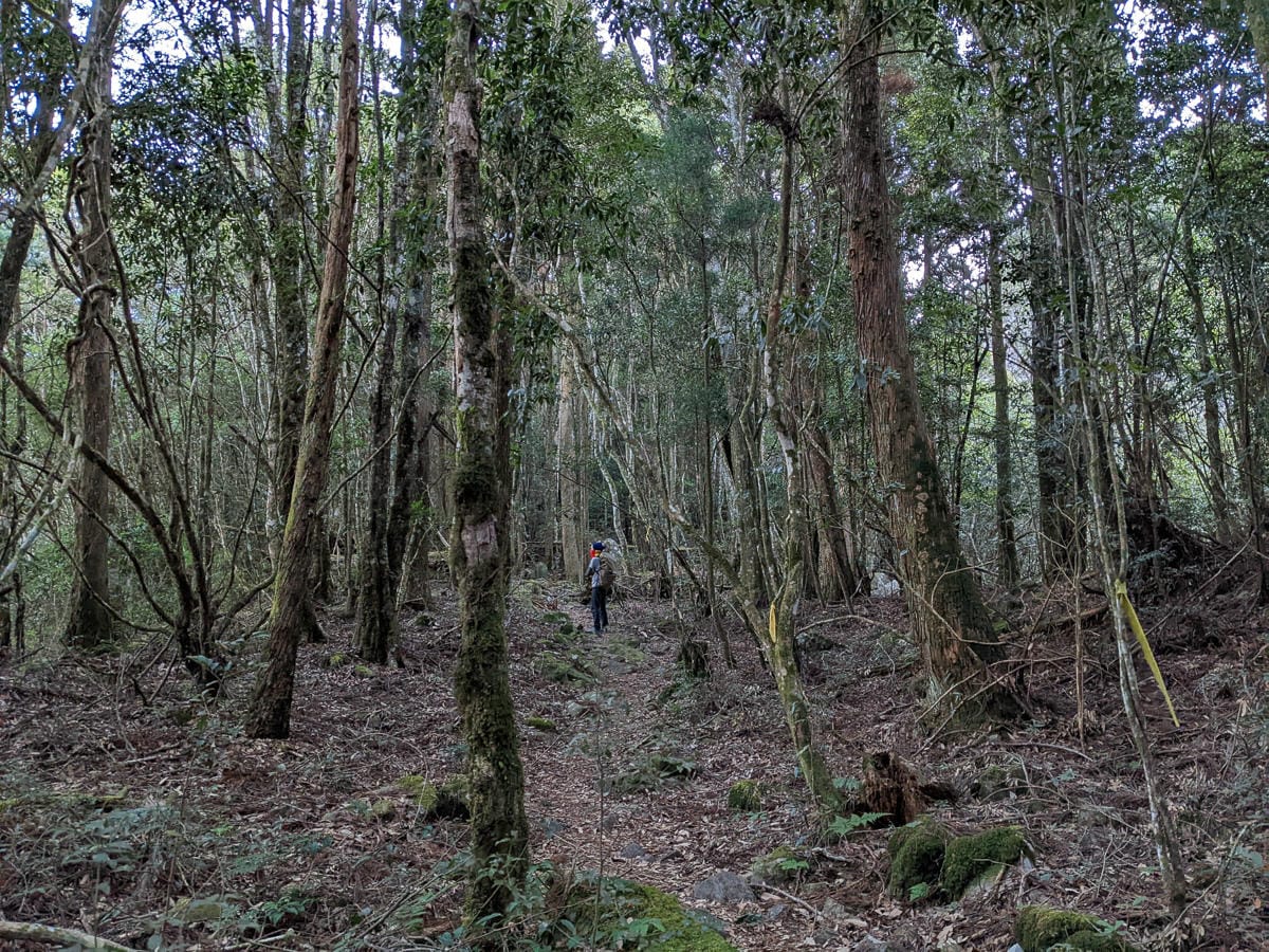 西巒大山難度？南投百岳單攻聖品玉山最北端冬天出大景