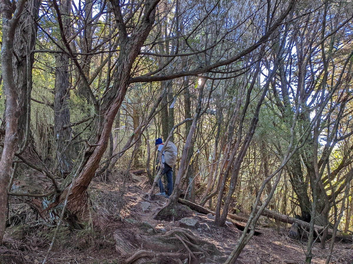 西巒大山難度？南投百岳單攻聖品玉山最北端冬天出大景