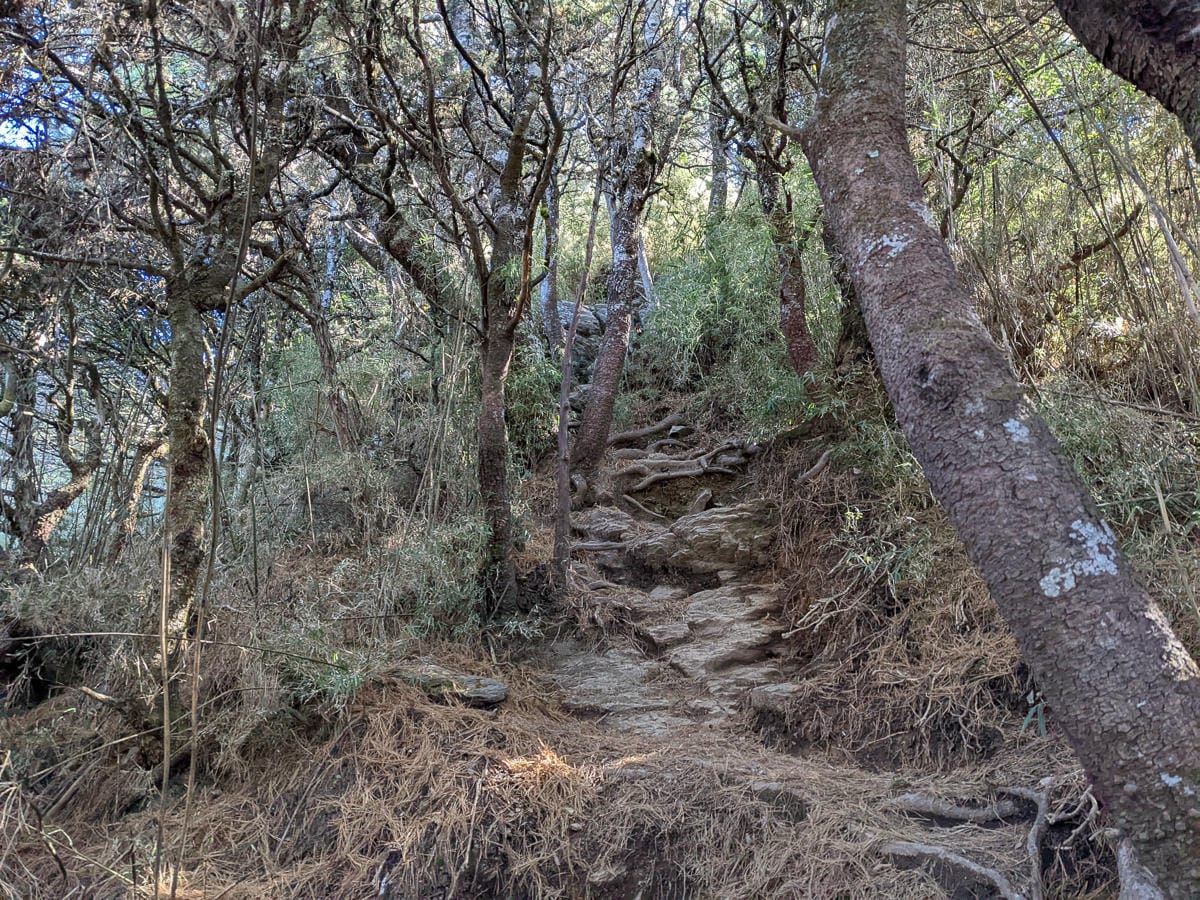 西巒大山難度？南投百岳單攻聖品玉山最北端冬天出大景