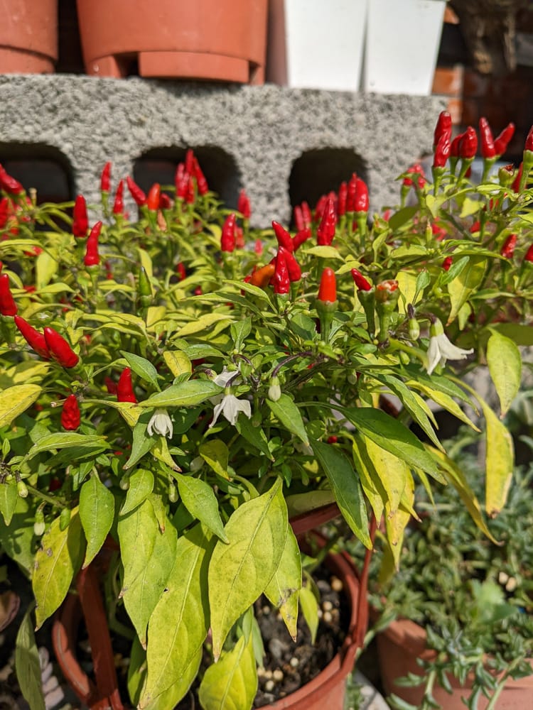 枋寮在地美食 食三香飯庄無菜單料理平價好吃別忘預約