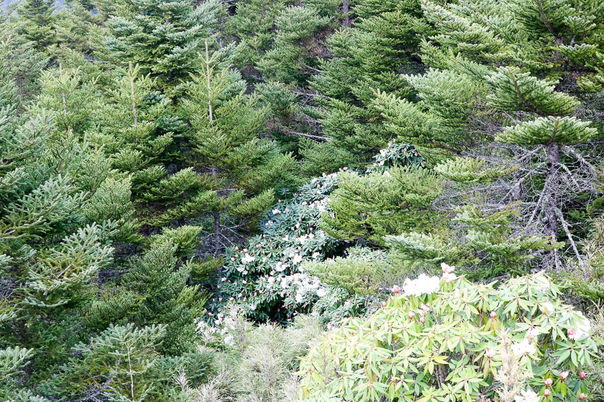 野外急救 WFA 與 BLS 基本創傷救命術上課心得 - 第1張圖 野外急救 WFA 與 BLS 基本創傷救命術上課心得