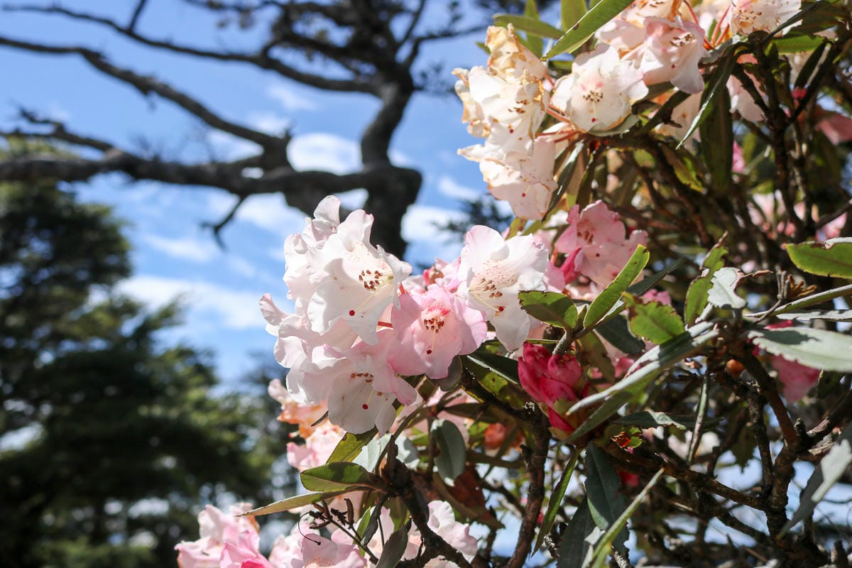 野外急救 WFA 與 BLS 基本創傷救命術上課心得 - 第4張圖 野外急救 WFA 與 BLS 基本創傷救命術上課心得