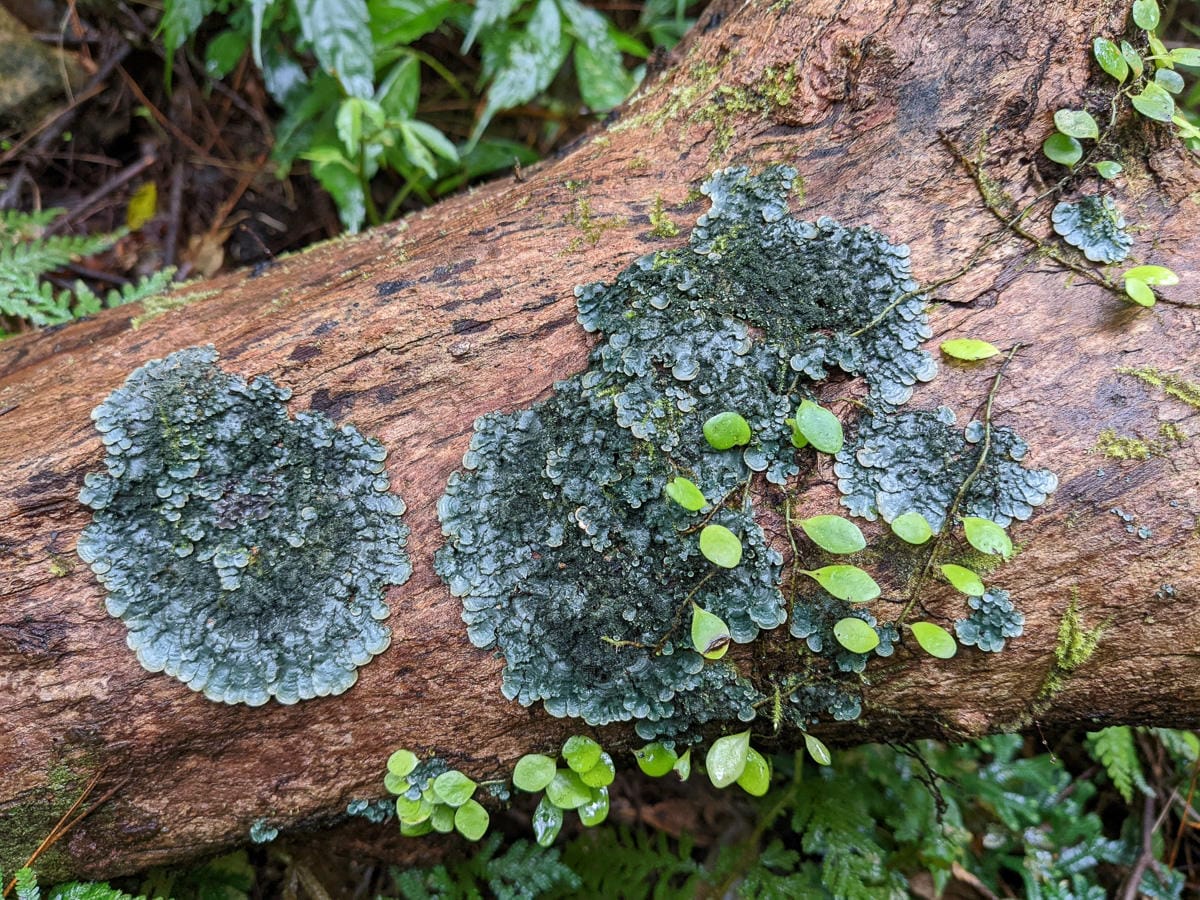 浸水營古道 從屏東走到台東見證500年歷史足跡