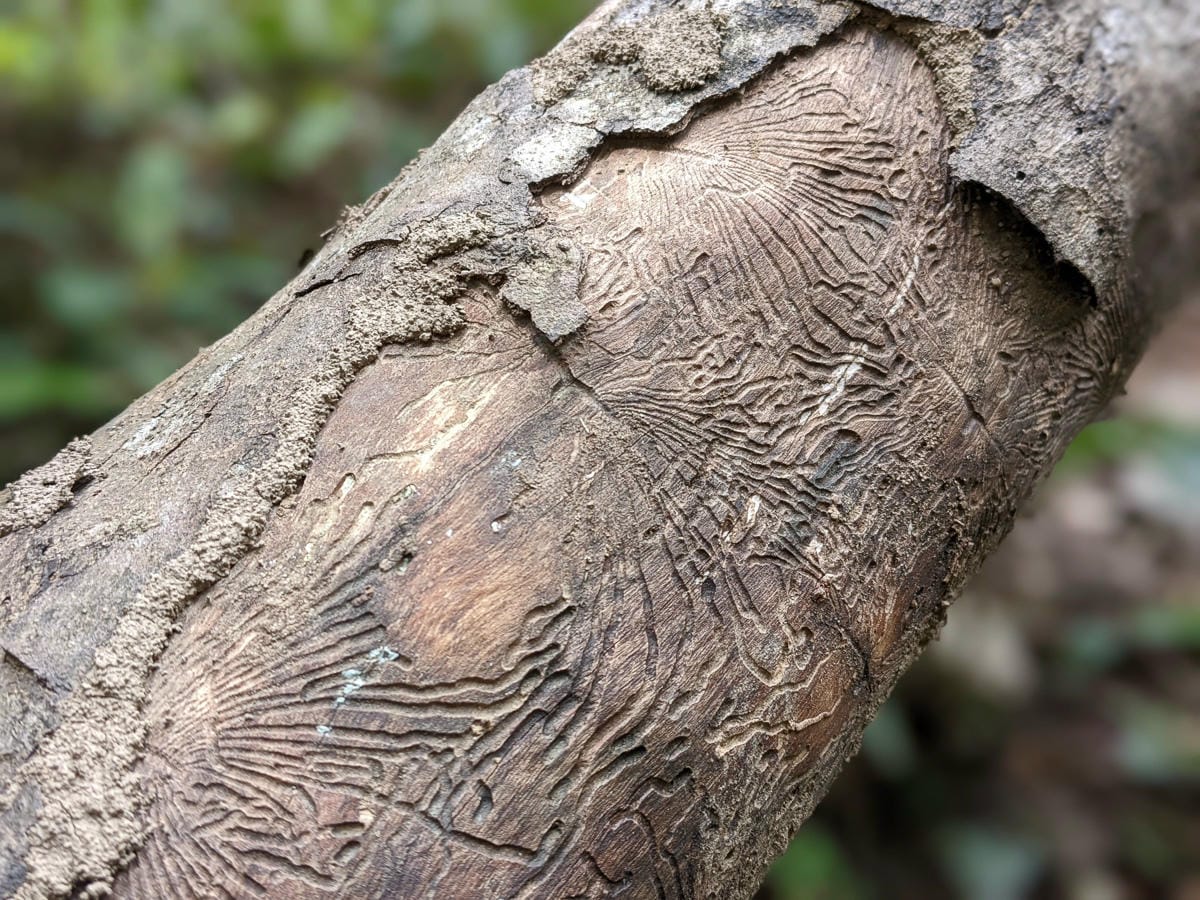 浸水營古道 從屏東走到台東見證500年歷史足跡