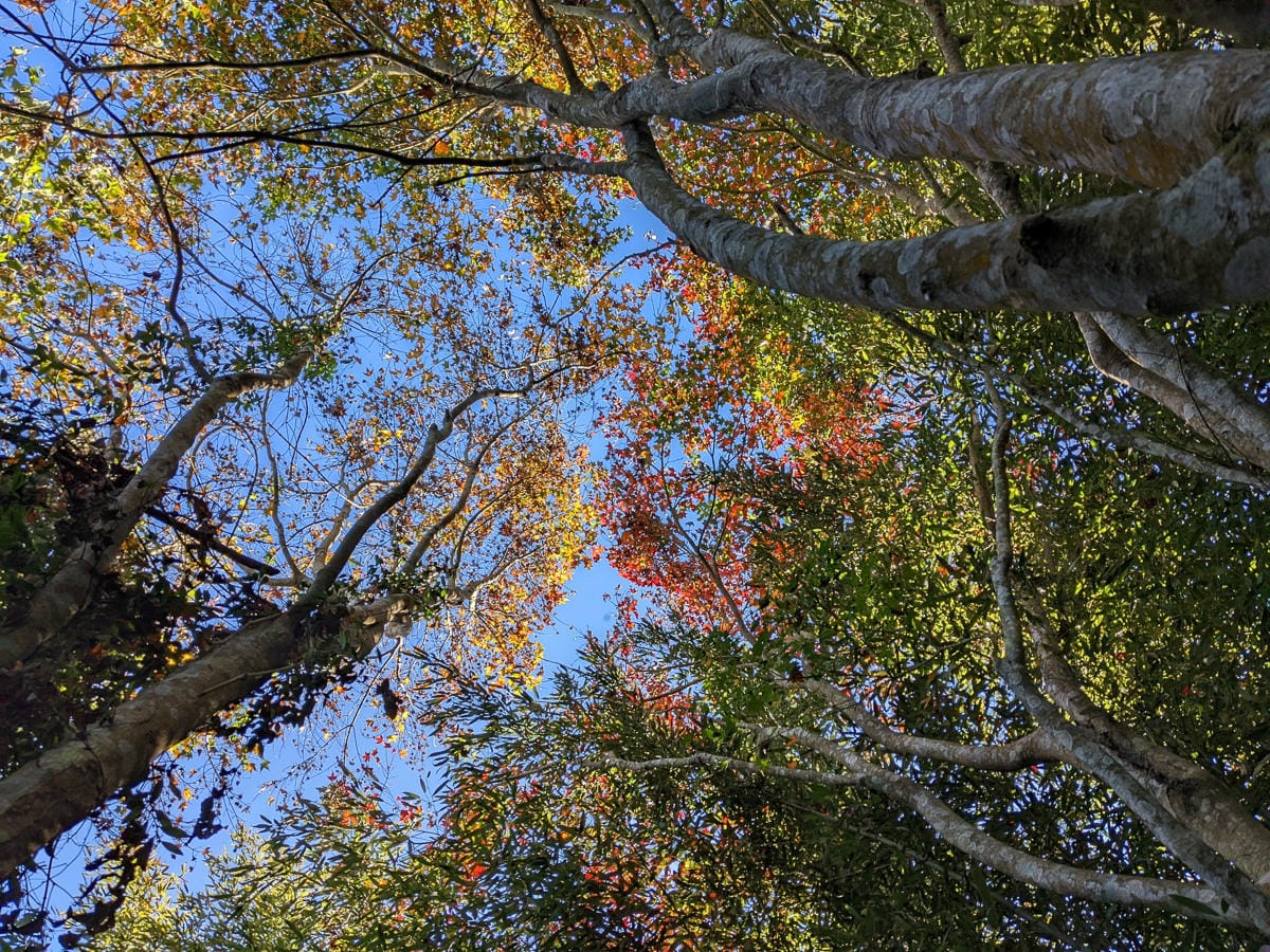 苗栗小百岳馬那邦山 值得沈醉四季聖稜之美
