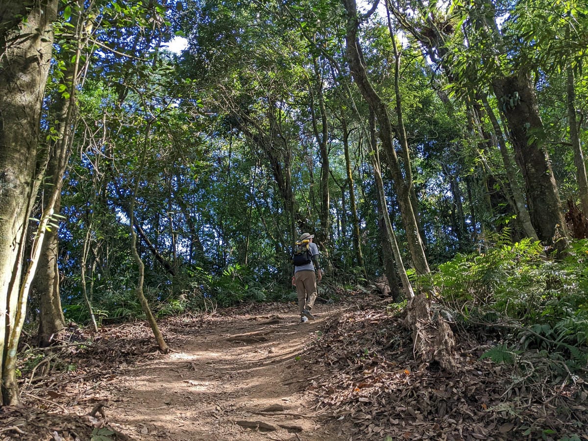 苗栗小百岳馬那邦山 值得沈醉四季聖稜之美