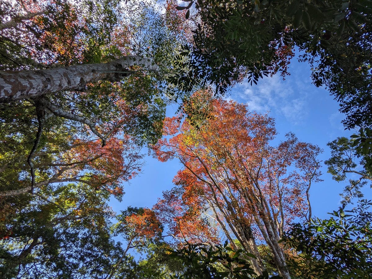 苗栗小百岳馬那邦山 值得沈醉四季聖稜之美